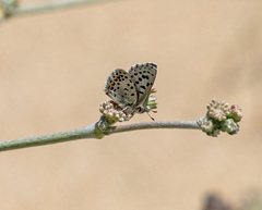 Euphilotes enoptes smithi
