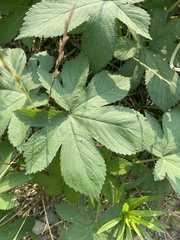 Humulus scandens