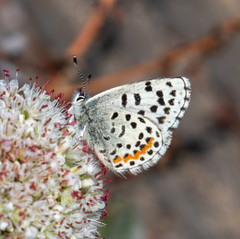 Euphilotes enoptes smithi