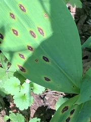 Phyllosticta cruenta