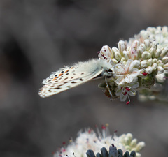 Euphilotes enoptes smithi