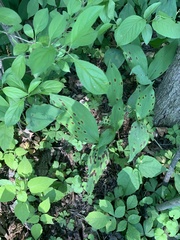 Phyllosticta cruenta