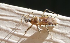 Pselliopus cinctus
