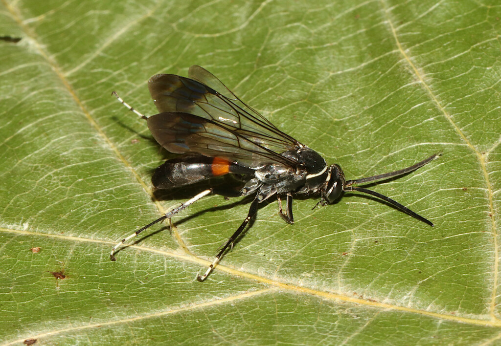 Sericopompilus apicalis