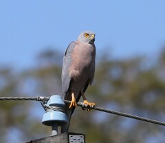 Accipiter rufitorques