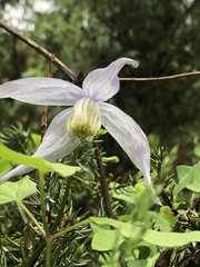 Clematis alpina