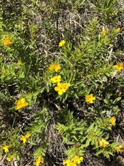 Lithospermum caroliniense