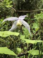 Clematis alpina