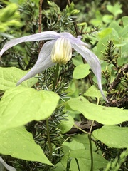 Clematis alpina