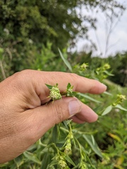 Lepidium latifolium