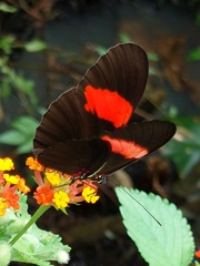 Heliconius erato hydara