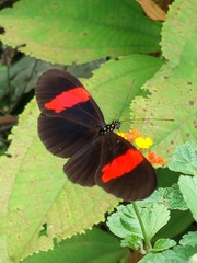 Heliconius erato hydara