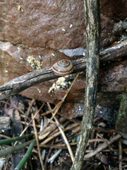 Oreohelix
