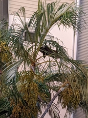 Dypsis lutescens