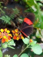 Heliconius erato hydara