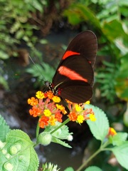 Heliconius erato hydara