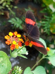 Heliconius erato hydara