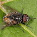 Musca autumnalis - Photo (c) Tom Murray,  זכויות יוצרים חלקיות (CC BY-NC), uploaded by Tom Murray