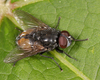 Face Fly - Photo (c) Tom Murray, some rights reserved (CC BY-NC), uploaded by Tom Murray