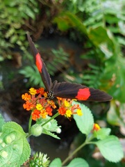 Heliconius erato hydara