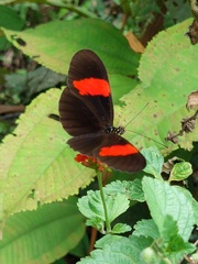 Heliconius erato hydara