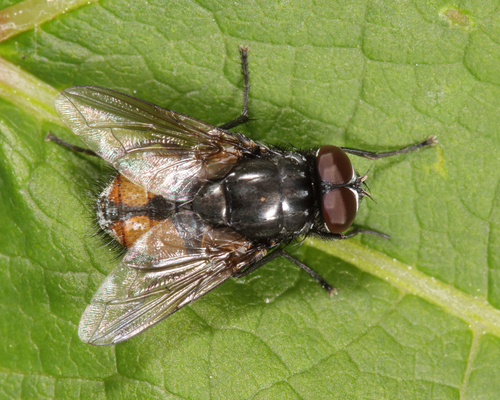 Face fly, photo 2 of 7