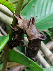 Citheronia phoronea