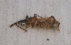 Pselliopus cinctus