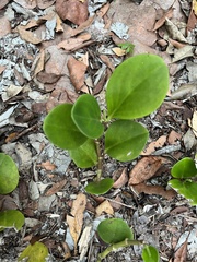 Peperomia obtusifolia