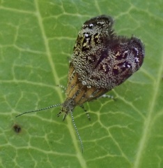 Tebenna gnaphaliella