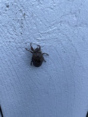 Neotibicen lyricen