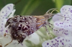 Tebenna gnaphaliella