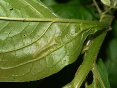 Calycomyza cynoglossi