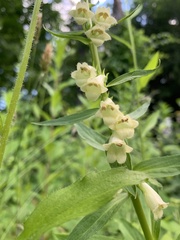 Digitalis lutea