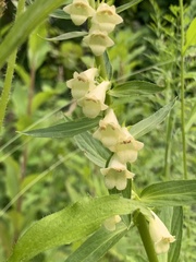 Digitalis lutea