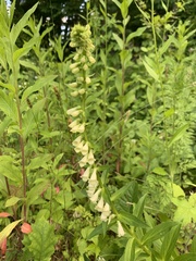 Digitalis lutea