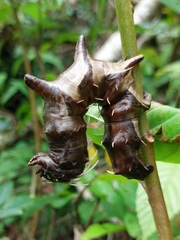 Citheronia phoronea