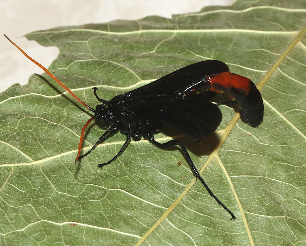 Thyreodon fernaldi