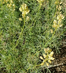 Lupinus angustiflorus