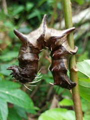 Citheronia phoronea