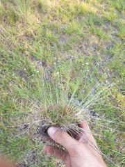 Lachnocaulon