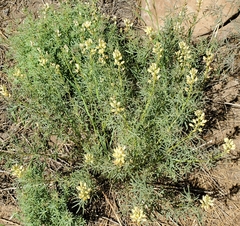 Lupinus angustiflorus
