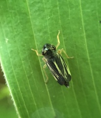 Evacanthus nigramericanus