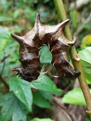 Citheronia phoronea