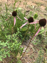 Echinacea simulata