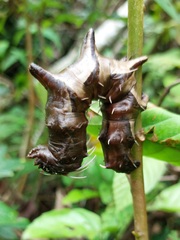 Citheronia phoronea