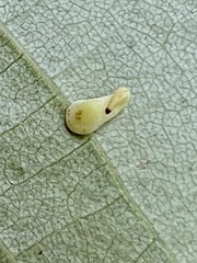 Caryomyia recurvata