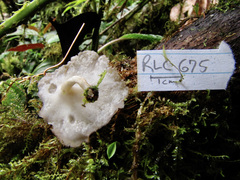 Lentinus tricholoma