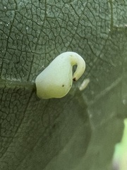 Caryomyia recurvata