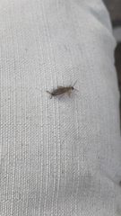 Forficula auricularia